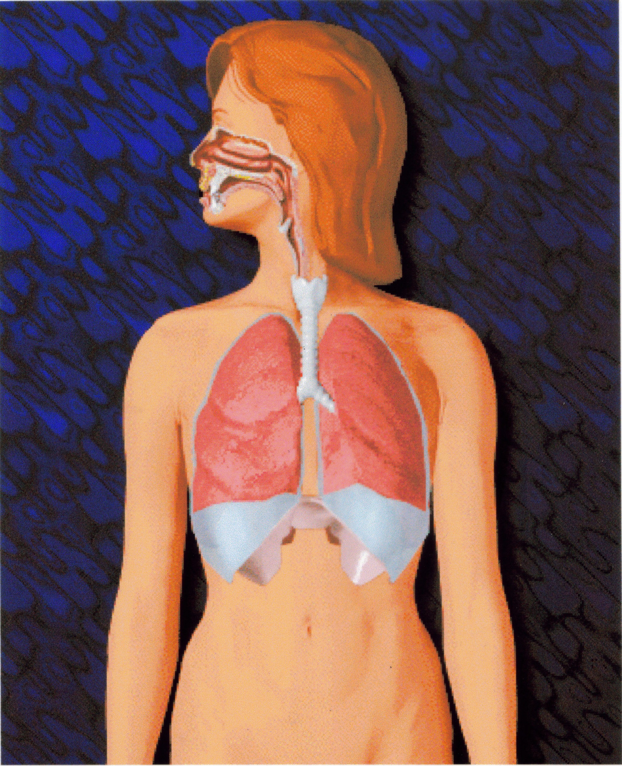 The Respiratory System